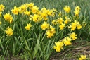 Narcissus Tete Rosette - BIO-1