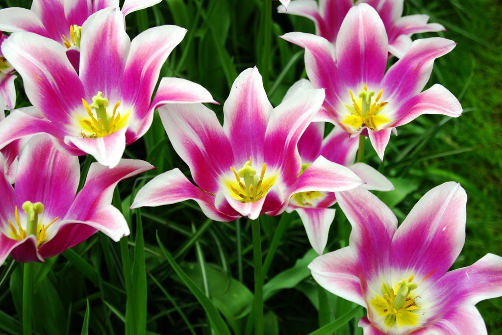 Tulipa Ballade - BIO-1