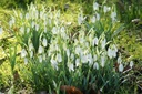 Sneeuwklokjes (Galanthus nivalis) BIO-1
