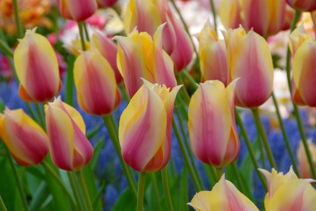 Tulipa Blushing Lady - BIO-1