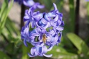 Hyacinthus Blue Star - BIO-1