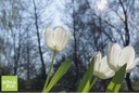 Tulipa Silver Dollar - BIO-1