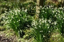 Leucojum Gravetye Giant (zomerklokje) - BIO-1