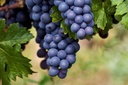 Blauwe druif (wijnstok) - BIO-2
