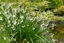 Leucojum Gravetye Giant (zomerklokje) - BIO-2