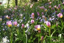 Tulipa Lilac Wonder - BIO-2