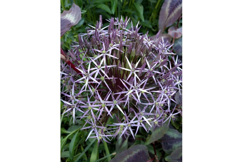 Allium Christophii - BIO