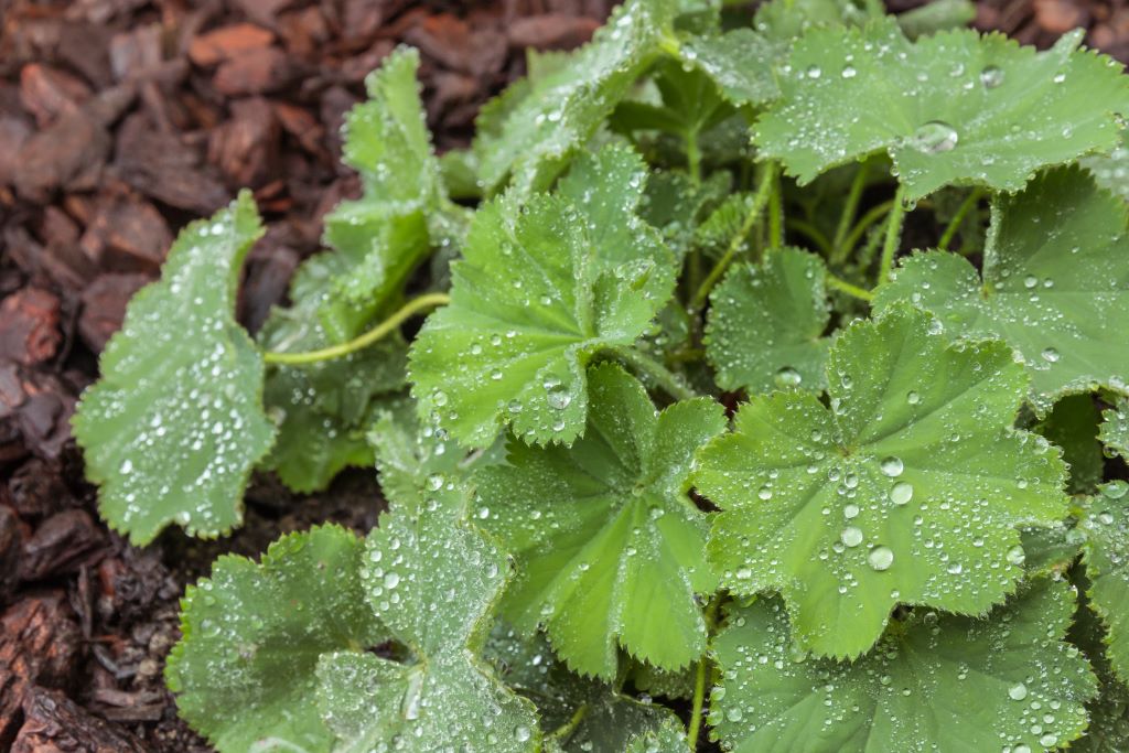 Alchemilla mollis - BIO