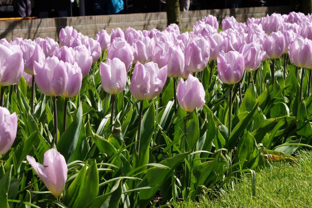 Tulipa Light Pink Prince - BIO