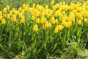 Tulipa Jan van Nes - BIO