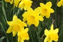 Narcissus Gigantic Star - BIO