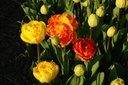 Tulipa Sun Lover - BIO