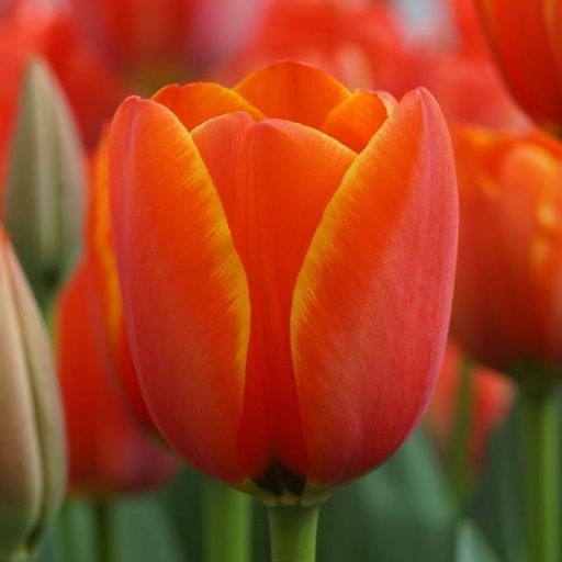 [A1127-7] Tulipa Dafeng - BIO (7 bollen)