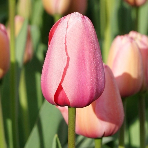 [A1015-7] Tulipa Pink Impression - BIO (7 bollen)