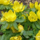 Eranthis cilicica - BIO