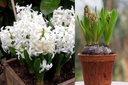 Hyacint White Pearl op Pot - BIO