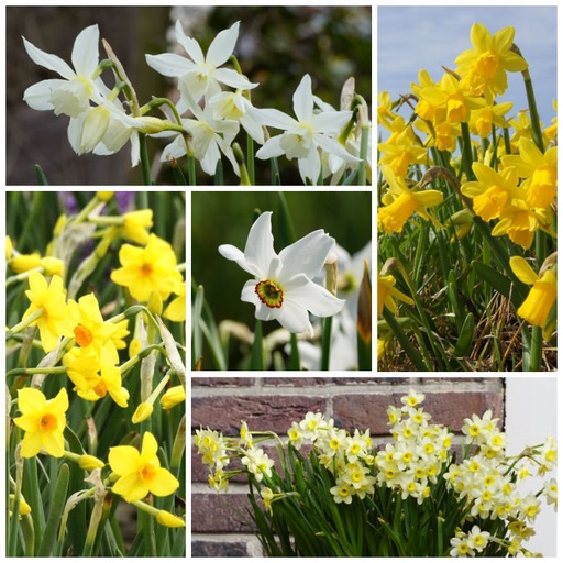 [A3022] Narcissus Mix VELT  - BIO