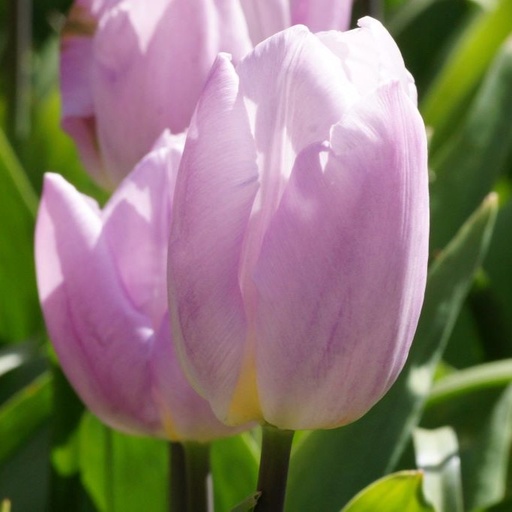 [A1133] Tulipa Light Pink Prince - BIO