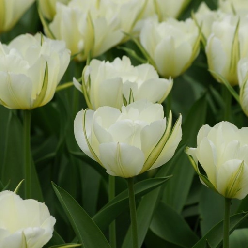 [A1111] Tulipa Exotic Emperor - BIO