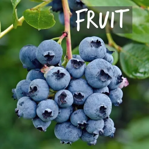 Biologisch gekweekte fruitheesters Natural Bulbs