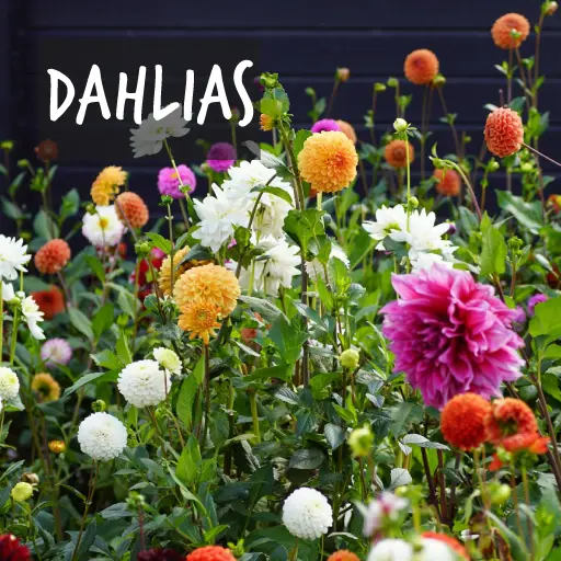 Biologisch gekweekte Dahlia's Natural Bulbs