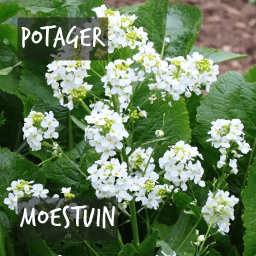 Biologische gekweekte planten voor in je moestuin Natural Bulbs