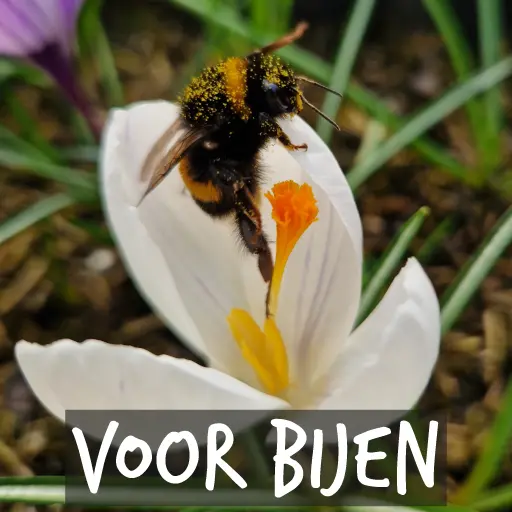 Biologische bloembollen voor bijen Biologische bloembollen voor bijen