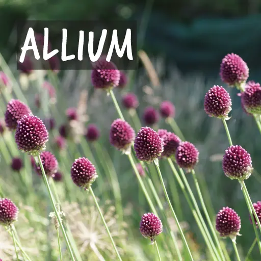 Biologische Alliumbollen Biologische Alliumbollen
