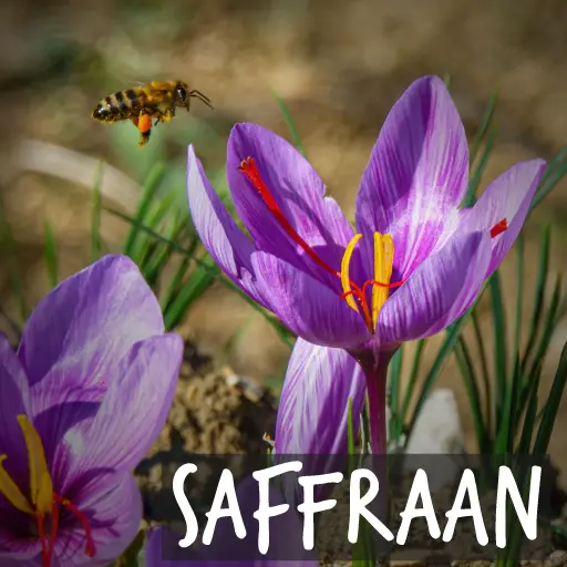 Biologische Krokus Sativus - Saffraan Krokus Biologische Krokus Sativus - Saffraan Krokus
