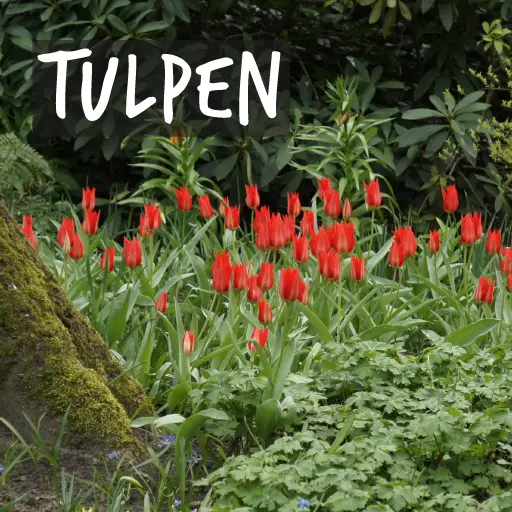 Biologische Tulpenbollen Biologische Tulpenbollen
