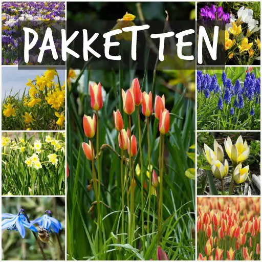 Pakketten met biologische bloembollen Pakketten met biologische bloembollen