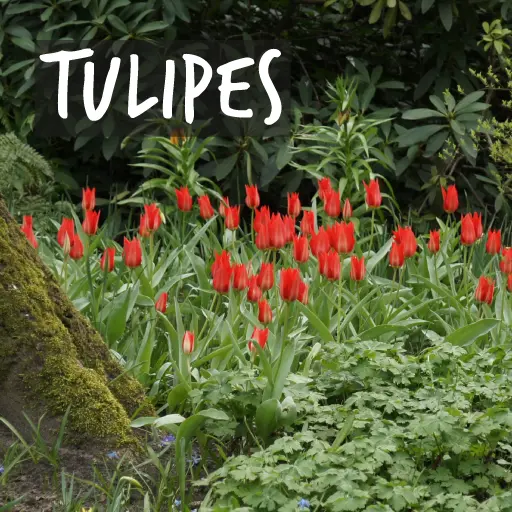 Bulbes de tulipes biologiques Bulbes de tulipes biologiques