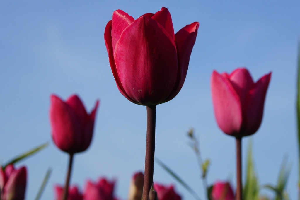 Tulipa Roussillon - BIO-1