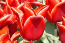 Tulipa Lilystar - BIO-1