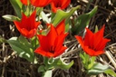 Tulipa Praestans Zwanenburg - BIO-1