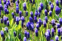 Muscari latifolium - BIO -1