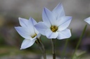 Ipheion uniflorum - BIO-2