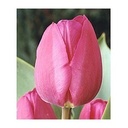 Tulipa Gabor-2