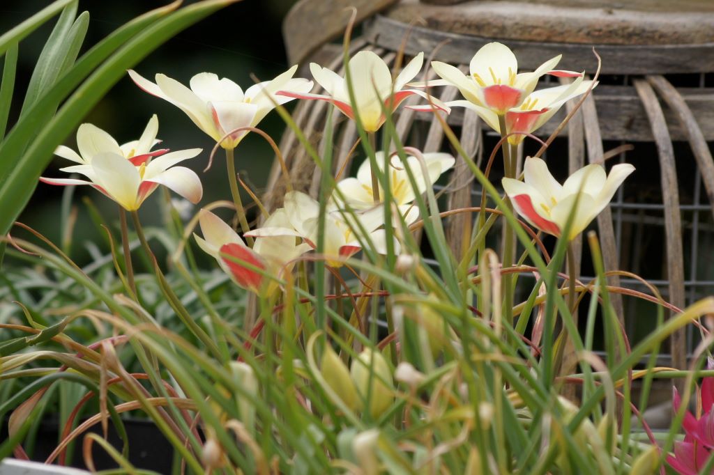 Tulipa clusiana Tinka - BIO-2