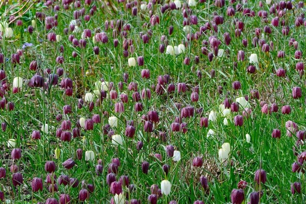 Fritillaria Meleagris - BIO -2