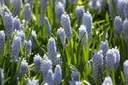 Muscari Valerie Finnis - BIO-2