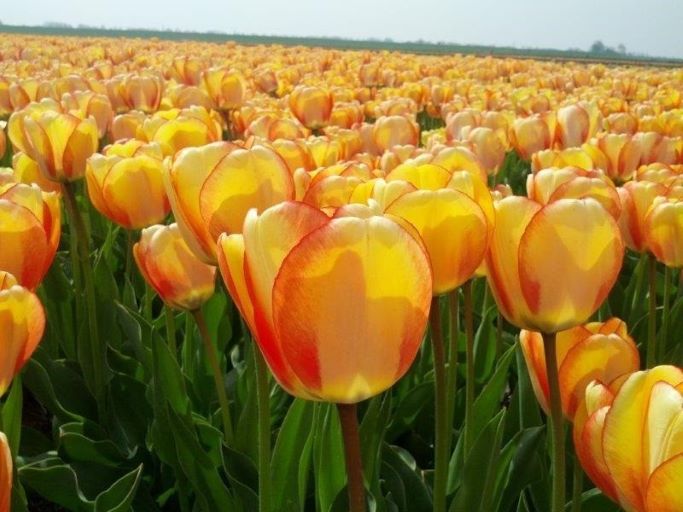 Tulipa Beauty of Spring - BIO-2