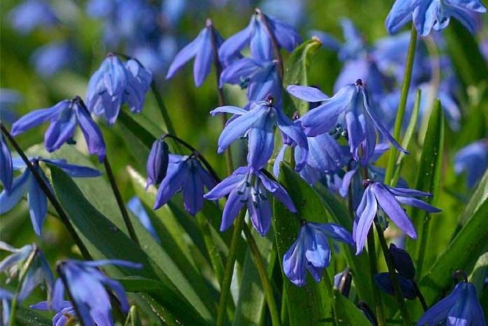 Scilla Siberica - BIO -3