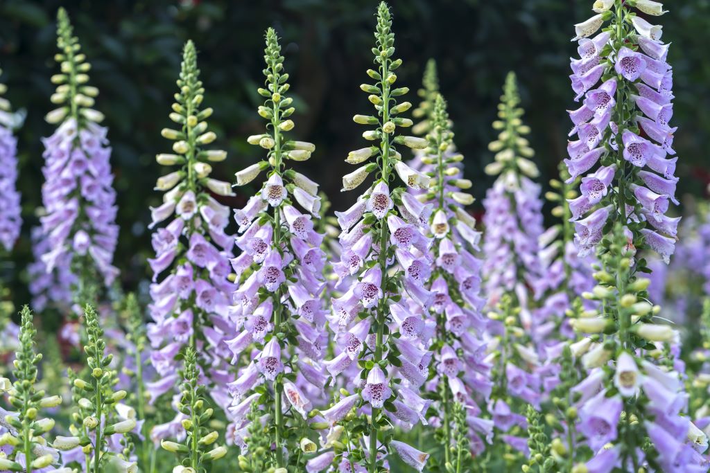 Digitalis purpurea - BIO