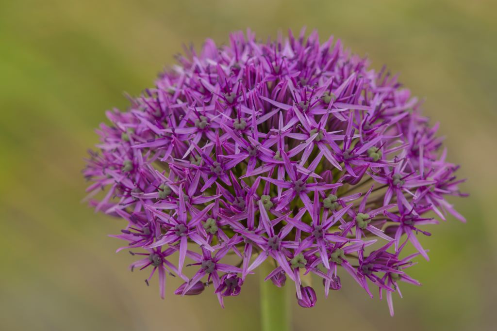 Allium Violet Beauty - BIO