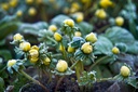 Eranthis cilicica - BIO