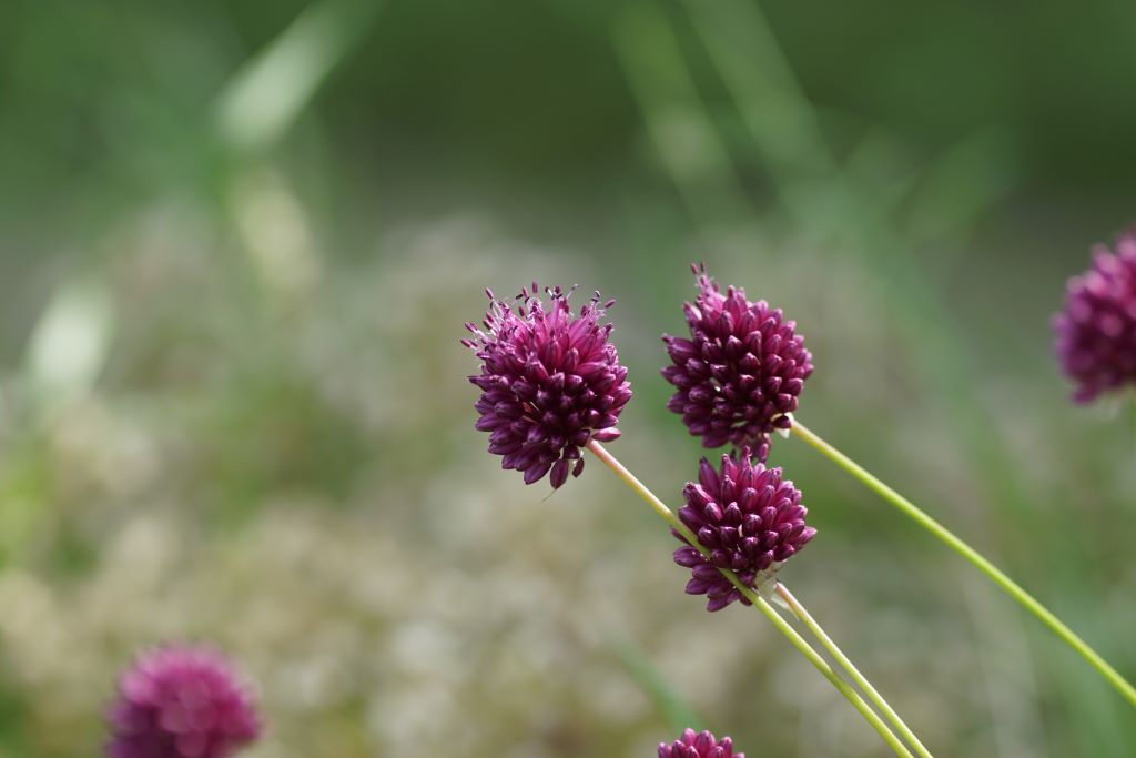 Allium Sphaerocephalon - BIO