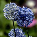 Allium Azureum - BIO