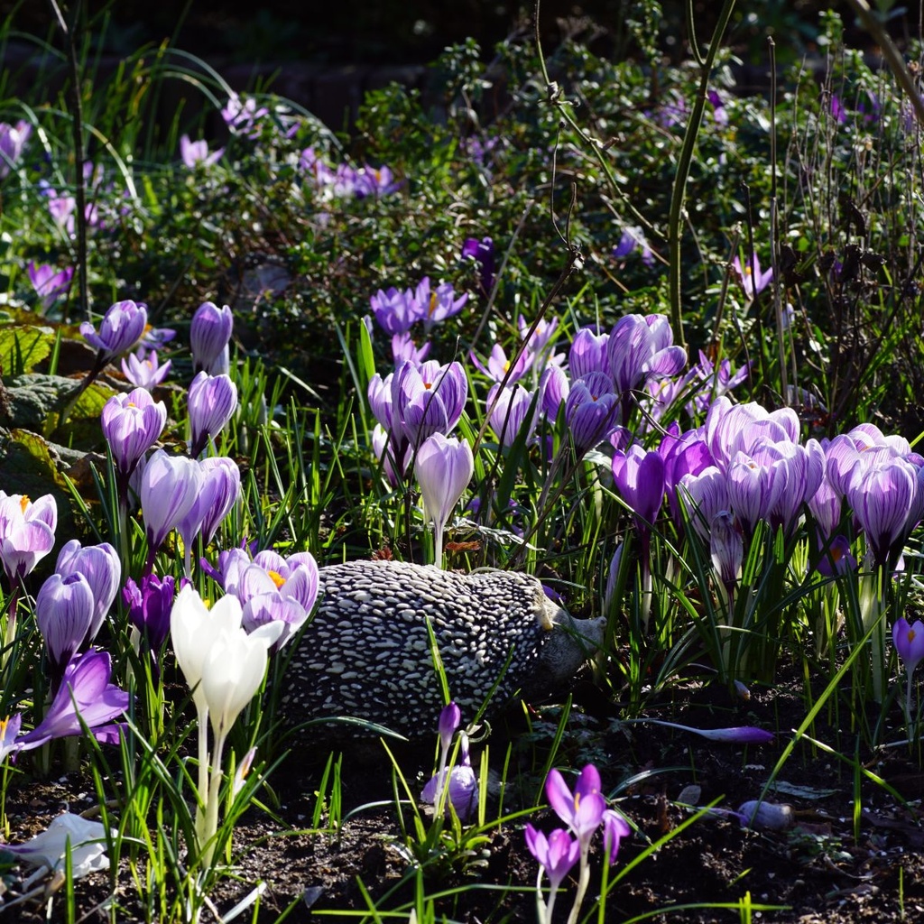 Krokus Mix Paars-Wit - BIO