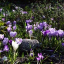 Krokus Mix Paars-Wit - BIO